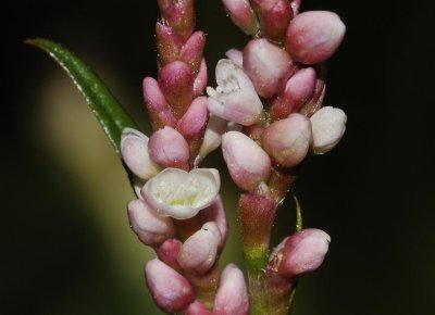 Polygonaceae