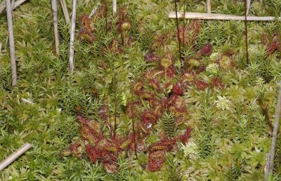 Drosera rotundifolia. Group.