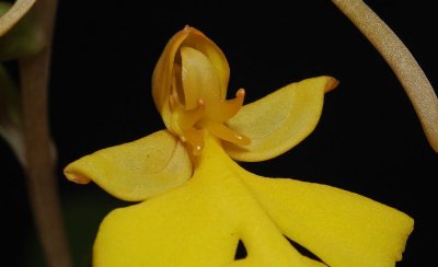 Habenaria rhodocheila Yellow. (Habenaria xantocheila). Close-up.