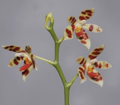 Phalaenopsis maculata.