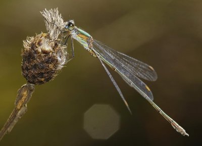 Lestes viridis.