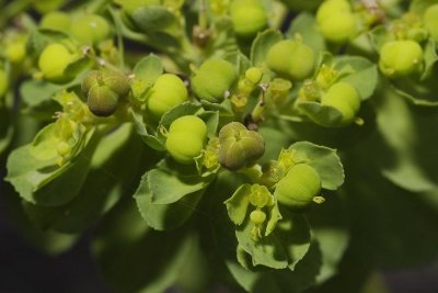 Euphorbia helioscopia. Flowers and fruits close-up.