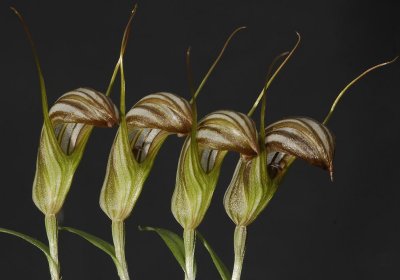 Pterostylis truncata. 4 flowers.