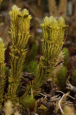 The Clubmosses and quillworts (Lycopsida)