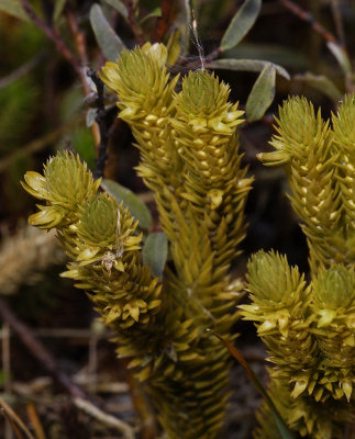 Huperzia selago. Close-up from above.