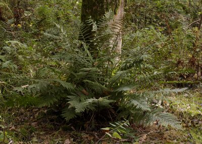 Dryopteris filix-mas.