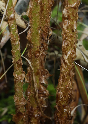 Dryopteris filix-mas. Scales on leaf bases.