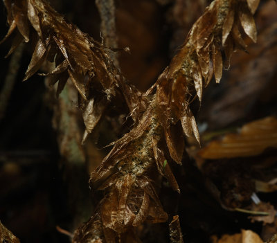 Polystichum setiferum. Scales on leaf base.