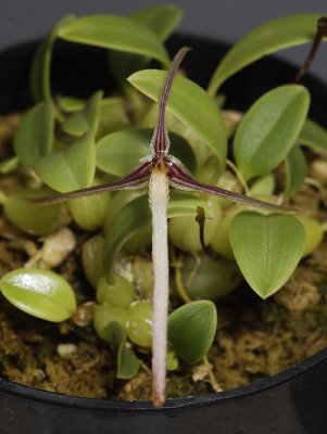 Bulbophyllum alticolum. Front.