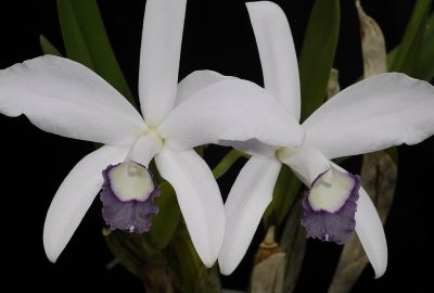 Cattleya perrinii coerulea. Closer.