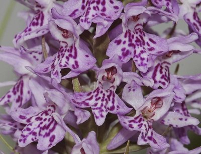 Dactylorhiza maculata subsp. maculata. Spots close-up.