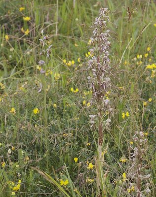 Himantoglossum hircinum en Ophrys apifera in habitat