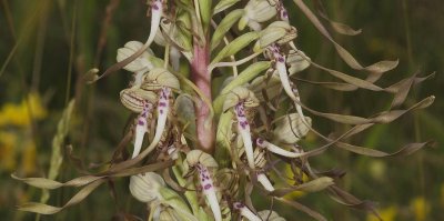 Himantoglossum hircinum. Close-up