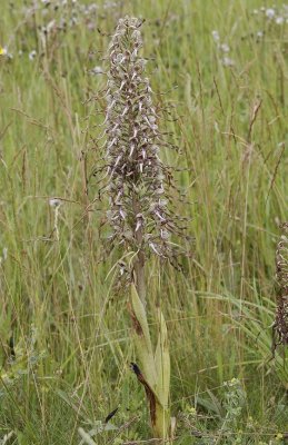 Himantoglossum hircinum. Plant