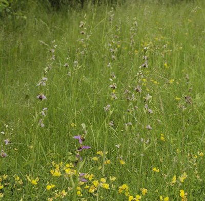 A field of Ophrys apifera in the Province of Zeeland