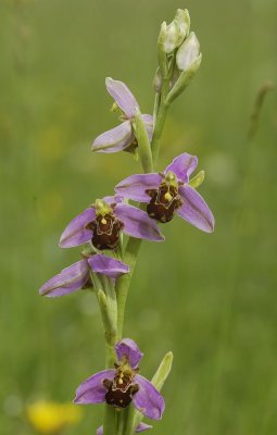 Ophrys apifera var. apifera