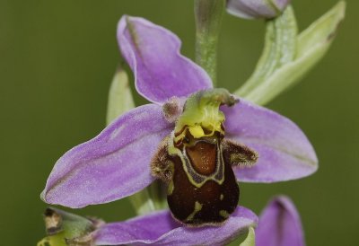 Ophrys apifera var. apifera  close-up