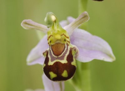 Ophrys apifera var. aurita. Self pollinating.