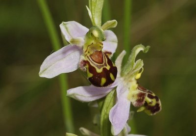 Ophrys apifera var. aurita close-up