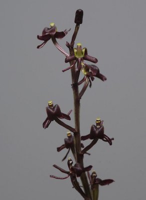 Liparis nervosa  (L. bituberculata).