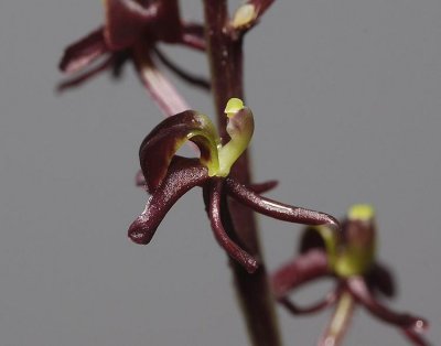 Liparis nervosa  (L. bituberculata) Close-up.