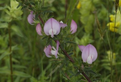 Ononis repens subsp. spinosa