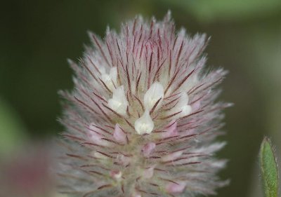 Trifolium arvense. Close-up.