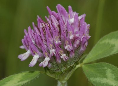 Trifolium pratense.