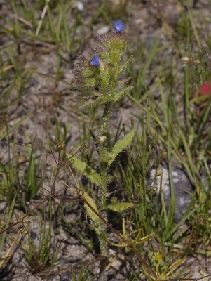 Anchusa arvensis. Plant.