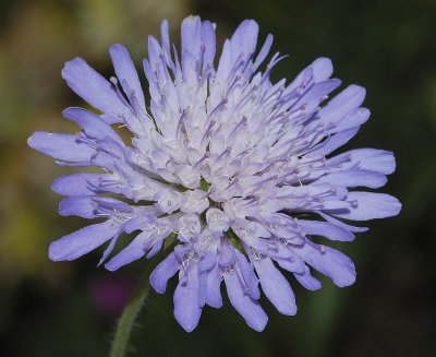 Knautia arvensis. Close-up.