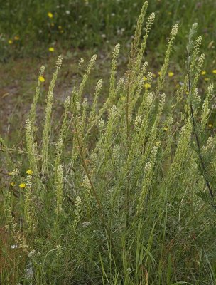 Reseda lutea.