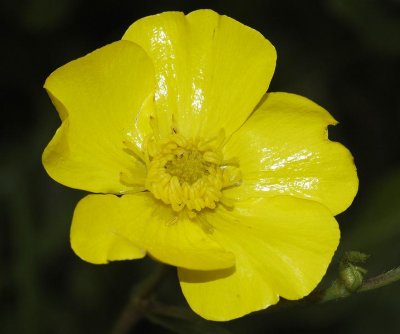 Buttercup family (Ranunculaceae)