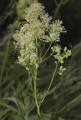 Thalictrum flavum.