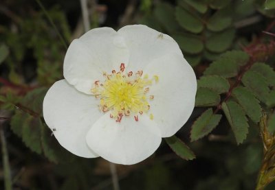 Rosa pimpinellifolia. Dwarfed variety in the coastal dunes.
