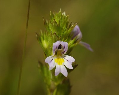 Euphrasia stricta. Close-up.