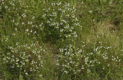 Euphrasia stricta. Group.