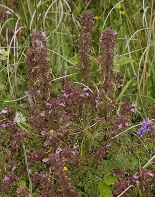 Pedicularis palustris.