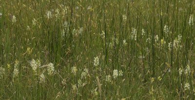 Platanthera bifolia.  In field.