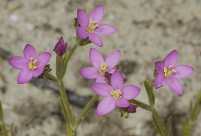 Centaurium littorale.