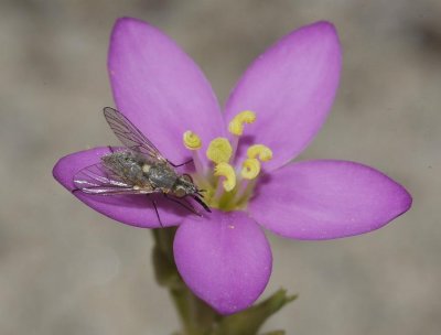 Centaurium littorale close up with fly.