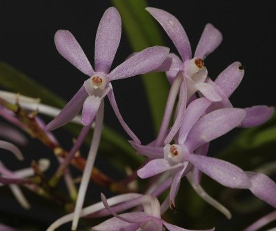 Ascofinetia. This is a cross between Neofinetia and Ascocentrum. Sometimes mistaken for (or sold as) a pink Neofinetia falcata.