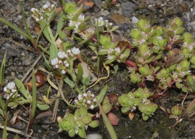 Corrigiola litoralis and Illecebrum verticillatum.