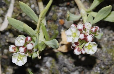 Corrigiola litoralis close-up.