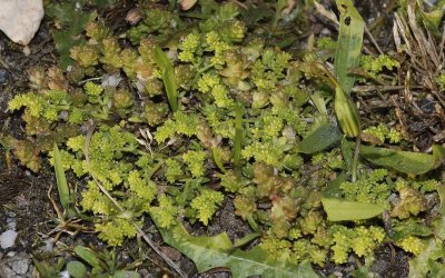 Herniaria glabra and Sedum acre.