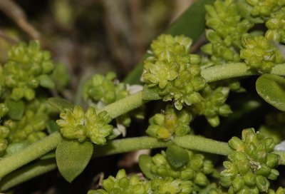 Herniaria glabra close-up.