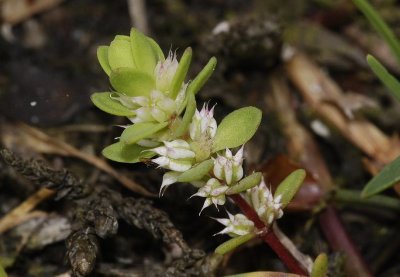 Illecebrum verticillatum Close-up.