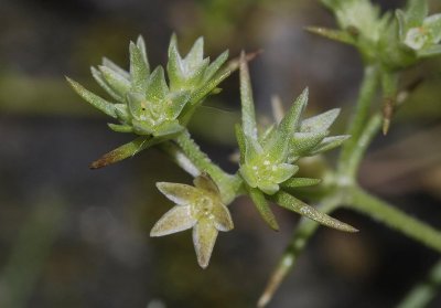 Scleranthus annuus close-up.