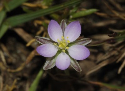 Spergularia rubra Close-up.