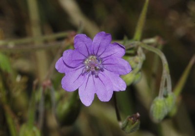 Geranium molle.