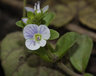 Veronica serpyllifolia.